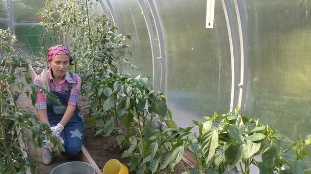 Как увеличить урожай перцев смотреть онлайн