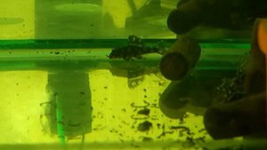 Номерные сомы 201 big spot, 066, 260