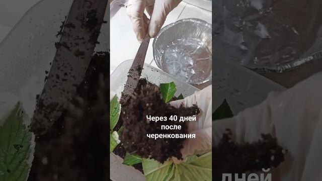 ЧАСТЬ 1 Осеннее черенкование  #крупнолистнаягортензия #черенкованиегортензии #укоренениечеренков