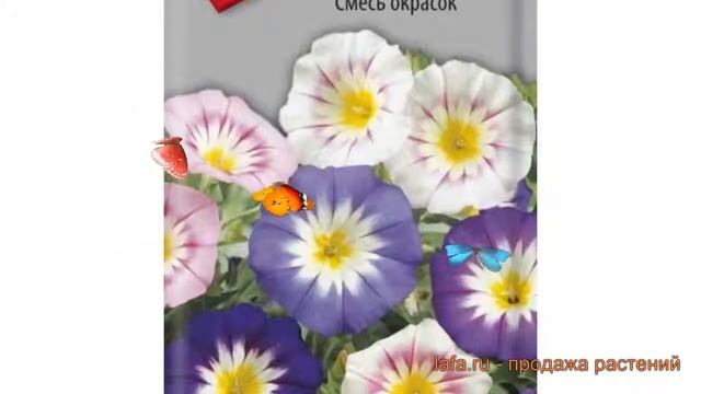 Вьюнок обыкновенный Смесь окрасок (smes okrasok) ? обзор: как сажать, семена вьюнока Смесь окрасок смотреть онлайн