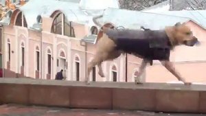 Рабочие собаки стаффорд терьер паркур