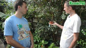 Как вырастить ФЕЙХОА в домашних условиях