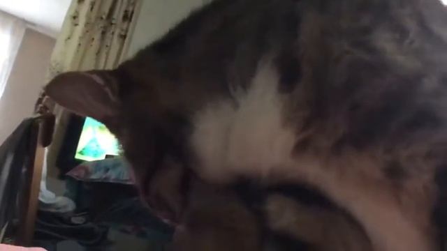 Вот что значит, кошка чихает. Не ну правда что с ней творится???!!! смотреть онлайн