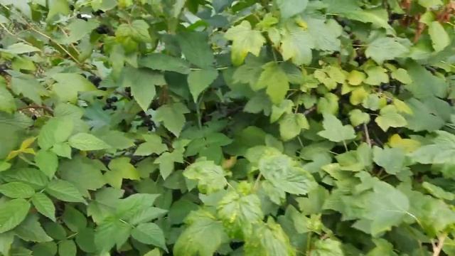 Уничтожение тли муравьев Уход за кустарниками