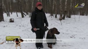 Воспитание собак, агрессия собак друг к другу, как работать в такой ситуации