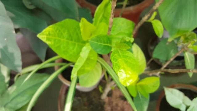 Variegated Eranthemum Plant | Pseuderanthemum Carruthersii