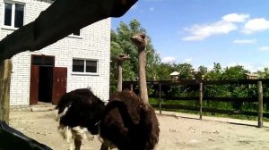 Страусы на прогулке. Страусиная молодая пара. Страусиный бизнес
