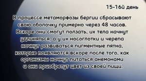 Бергии, от икринки до взрослой особи | Морская аквариумистика