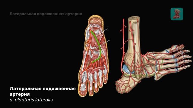 Медиальная и латеральная подошвенные артерии и их ветви