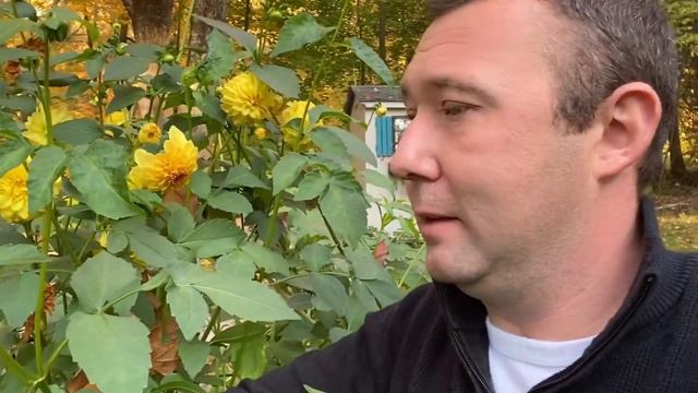 Dahlia Golden Scepter смотреть онлайн