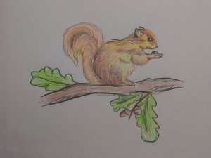 Как нарисовать белку на ветке дуба \\ белка - рисунок