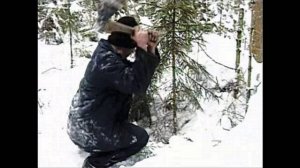 Ответственность За Срубленную Елку