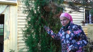 Подготовка к зиме хвойных растений. Как правильно укрыть на зиму тую. Укрывные материалы, чехлы.