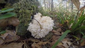 Find white moss (белый мох в лесу), video rybachil.ru