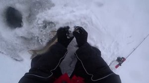 Поймал Огромного Судака на Ратлин! Поклевки Судака в Кадре! Ловля на Вибы. Зимняя рыбалка на судака