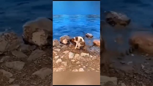 Киски рыбачки... #улетноевидео #смешно #шутники #приколы #юмор #смех #шутки #юморина
