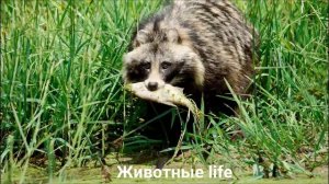 ЕНОТОВИДНАЯ СОБАКА?/Животные life/Собаки/Животные/Интересные факты