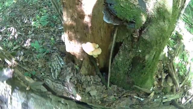 Лесная курица смотреть онлайн