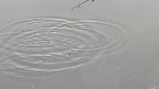 Карповая рыбалка , поплавок в полводы, экзотические насадки !!! Манго,груша ,киви, банан , виноград смотреть онлайн