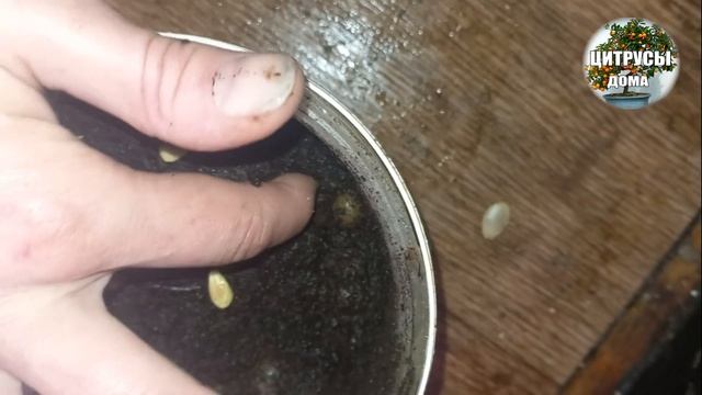 Лимон укоренение черенков.Посылка подарок смотреть онлайн