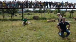 Супер тур журналистов ко львам! Тайган