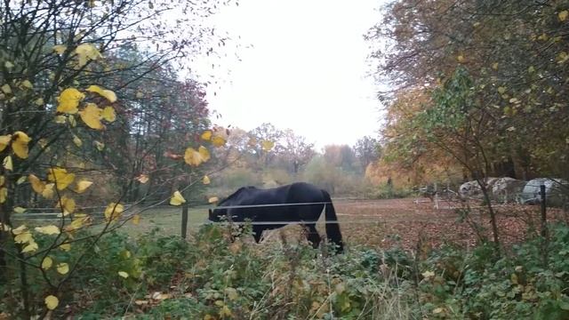 Черный конь смотреть онлайн