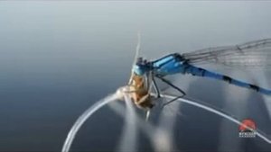 Видео о природе  стрекоза стрелка