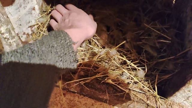 Инкубатор НЕСУШКА // И немного дел по хозяйству смотреть онлайн