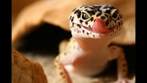 Леопардовый геккон (Эублефар)