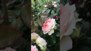 Роза сорта Cesar (Цезарь) первогодка