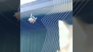 Паук плетёт паутину!!!