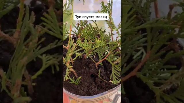 Туя размножение / Ландшафтный дизайн / Лайфхаки смотреть онлайн