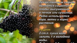 Напиток долгожителей , из Бузины