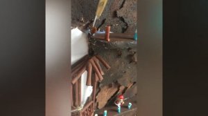 Времена года на дереве или уголок природы