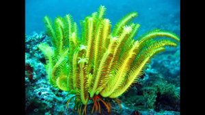 Морские Лилии, донные животные с телом в виде чашечки