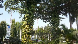 GRAND JOMTIEN PALACE hotel. Территория и бассейн