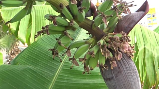 Alanya Пчелы на банановой пальме Существует ли банановый мед смотреть онлайн