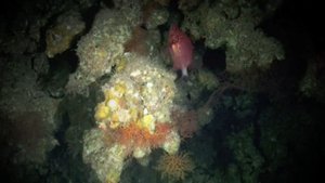 Блю Холл. Арка -55м. Дахаб. Погружение на рассвете.