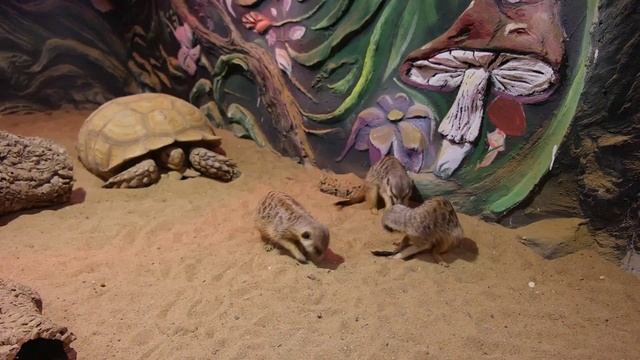 Контактный зоопарк "БЕЛЫЙ КЕНГУРУ" смотреть онлайн