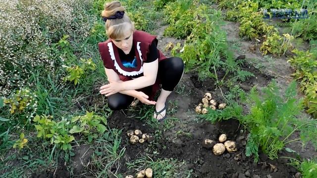 Результаты посадки картофеля под солому и обычным способом. Как правильно сажать картофель смотреть онлайн