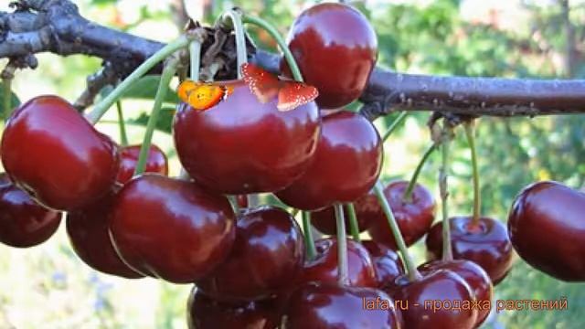 Вишня обыкновенная Причуда (prunus Cerasus Prichuda) ? обзор: как сажать, саженцы вишни Причуда