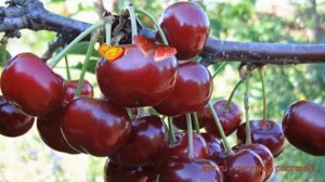 Вишня обыкновенная Причуда (prunus cerasus prichuda) ? обзор: как сажать, саженцы вишни Причуда