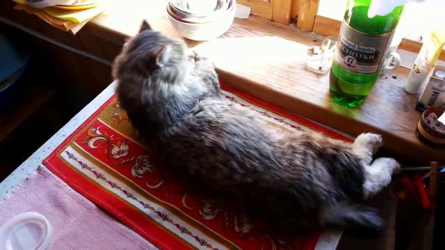 Жил-был кот церковный смотреть онлайн