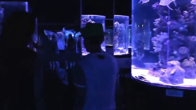 Самый лучший океанариум в Анталии, достопримечательность Анталия, Турция. Океанариумы мира смотреть онлайн