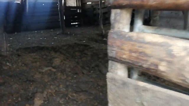 Как добывают чёрное золото в Российских деревнях /ЖИЗНЬ В ДЕРЕВНИ/ смотреть онлайн