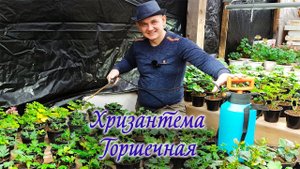 Хризантема горшечная с ретердантами. Хризантема к 8 марта.