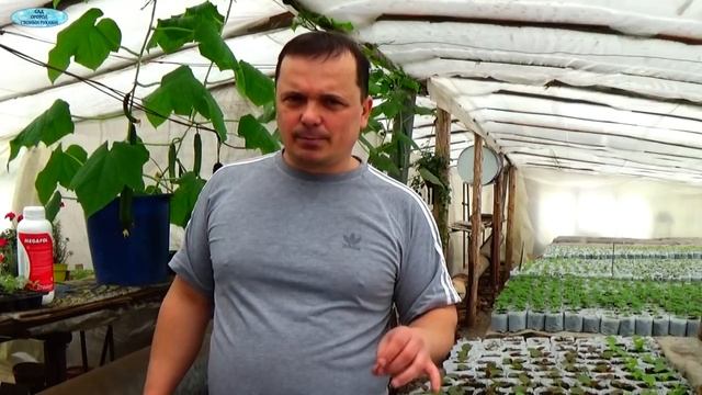 Как помочь растениям перенести стресс. Мегафол. смотреть онлайн