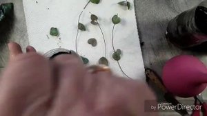 Церопегия Вуду, размножение стеблевыми черенками.