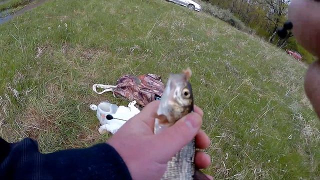 Ловля белой рыбы весной на поплавочную удочку. Рыбалка 2017 смотреть онлайн