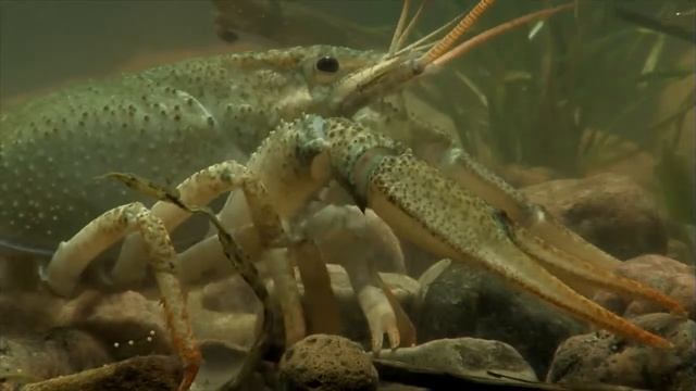 Широкопалый речной рак смотреть онлайн